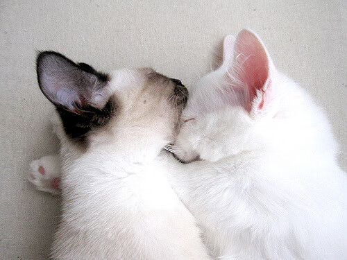 鹰击长空，从CBA速胜到欧冠接管，胜利属于那些敢于俯冲的灵魂