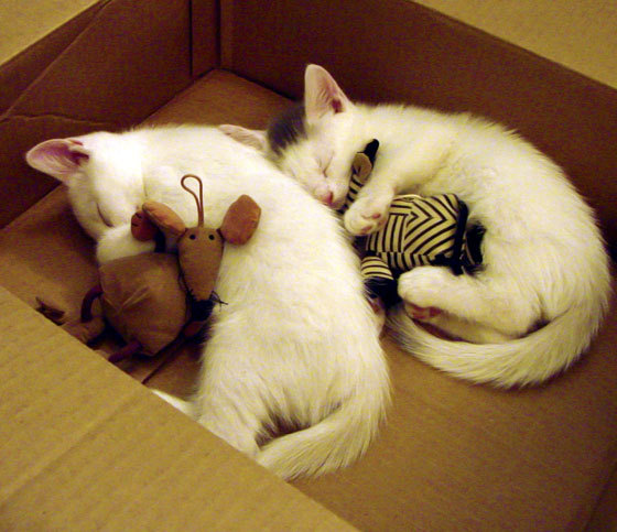 铁壁铸就紫金荣耀,湖人的窒息式防守如何在抢七大战中锁死猛龙?