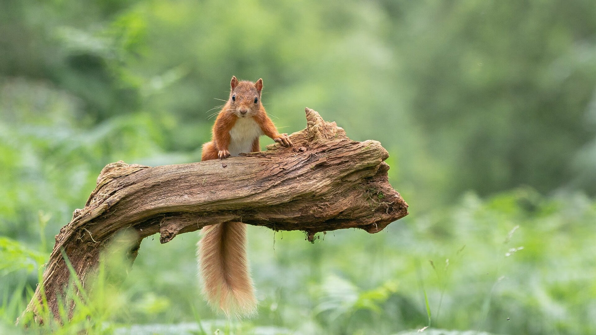 封锁的艺术与接管的哲学,国际米兰与凯恩的双重奏