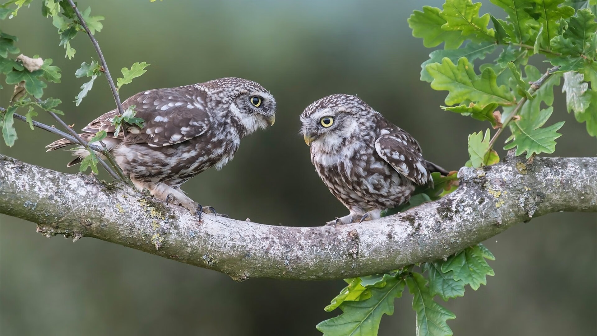 绝杀与金靴，喀麦隆逆袭之夜，卡瓦哈尔定义完美