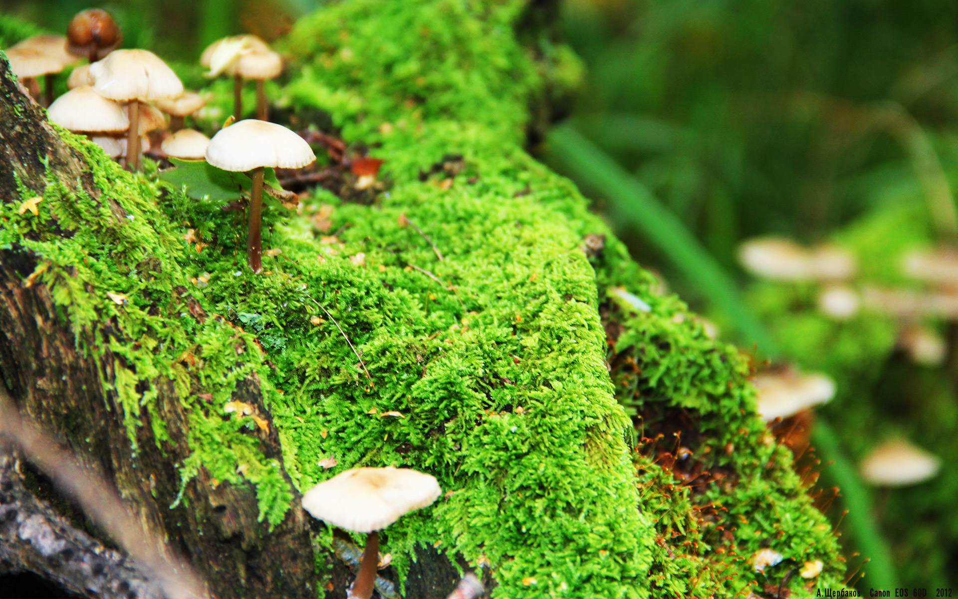 英超争冠焦点战与老鹰关键战突围北京队，体育竞技的双重奏